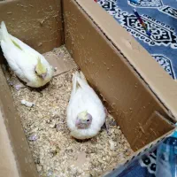 عروس هلندی سرلاکی|پرنده|کازرون, |دیوار