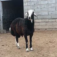 بره قوچی