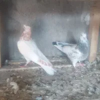 جوجه کبوتر فروشی|پرنده|کاشان, فاز ۲ ناجی آباد|دیوار