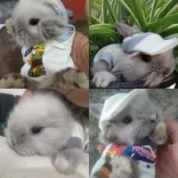 مرکز تخصص خرگوش جیبی/مولتی لوپ سوپرفلت/مینیاتوری|موش و خرگوش|اصفهان, خانه اصفهان|دیوار