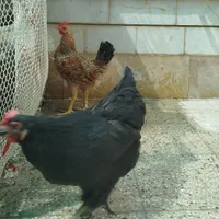 مرغ تخم گزار|حیوانات مزرعه|شیراز, صاحب الزمان|دیوار