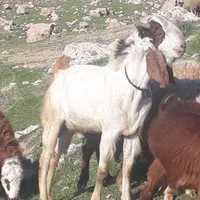 باب داشت تمیز سالم وسرحالل|حیوانات مزرعه|سرپل ذهاب, |دیوار