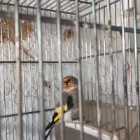 سهره کرمونی نر ب شرط