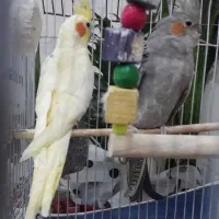 عروس هلندی مولد|پرنده|محمدشهر, محمدشهر|دیوار