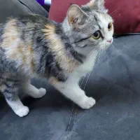 واگذاری گربه