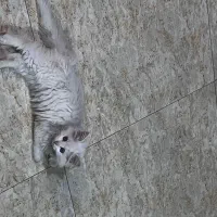 گربه پرشین خونگی