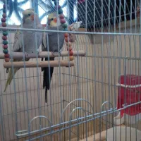 عروس هلندی مولد ۲ساله آماده جفت