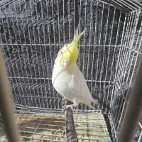 عروس هلندی لوتینو ،یکساله