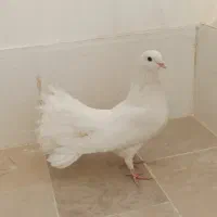 کبوتر دم چتری نر