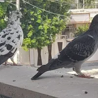 فروش کبوتر