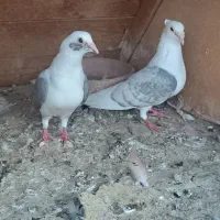 کبوتر پشت دار کویتی