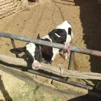 گوساله نر 2ماه امریکایی|حیوانات مزرعه|باخزر, |دیوار