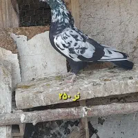 کبوتر گرفتنی پرشی معاوضه با پلاکی