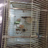 قفس پرنده|لوازم جانبی حیوانات|شیراز, درکی|دیوار