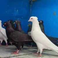 شش جفت بوشهری|پرنده|شبانکاره, |دیوار