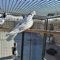 تهرانی اصیل