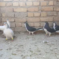 کبوتر رنگی