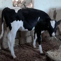 فروش یک راس گوساله ماده شش ماهه