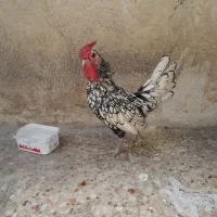 مرغ وخروس سیبرایت اصیل