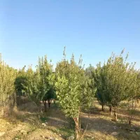 باغ الشتر|فروش خانه و ویلا|الشتر, |دیوار