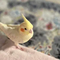 یک جفت عروس هلندی فروشی|پرنده|کاشان, مصلی|دیوار