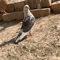 کبوتر