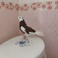 کفتر|پرنده|شیراز, کوشک میدان|دیوار