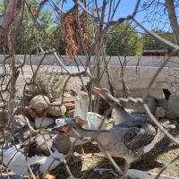 غازچاق|حیوانات مزرعه|الشتر, |دیوار