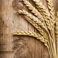 گندم درجه یک