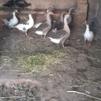 ۸عدد غاز بالغ معاوظه با مرغ تخم گذار|حیوانات مزرعه|دشتابی, |دیوار