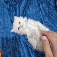 بچه گربه بریتیش پرشین عروسکی