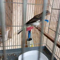 قناری پرو فوری