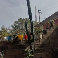 گل کاکتوس پریانوس