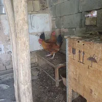 چهار عدد خروس لری جوان