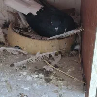 زاغ دم سفید