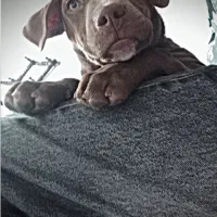 پیتبول سه ماهه نر