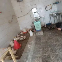 مغازه فروشی
