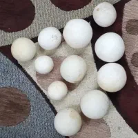 (/سنگآکواریوم زیبا/)|ماهی|قزوین, |دیوار