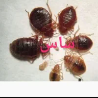 سمپاشی سم پاشی ساس سوسک کنه فقط فقط با یک جلسه|خدمات نظافت|مشهد, اروند|دیوار