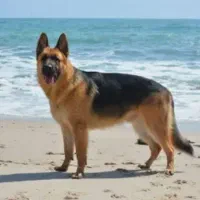 سگ پیدا شده