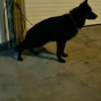 ژرمن نر و ماده