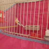 فروش قناری موزاییکی|پرنده|تربت‌حیدریه, قاسم آباد|دیوار