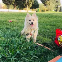 سگ پامرانین اشپیتز|سگ|ری, ظهیرآباد|دیوار