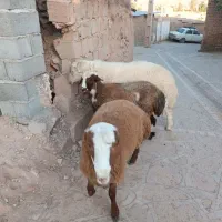 بره نر. قوچی|حیوانات مزرعه|قائن, |دیوار