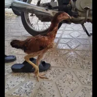 جوجه لاری