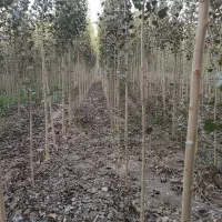 نهال صنوبر چندمنظوره، تولید چوب، فضای سبز و بادشکن|خدمات باغبانی و درختکاری|پارس‌آباد, |دیوار