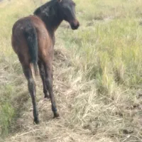 مادیان با اسب کره|اسب و تجهیزات اسبسواری|لاهیجان, آهندان|دیوار