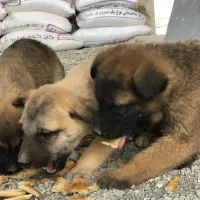 واگذاری سگ|سگ|مشکیندشت, |دیوار