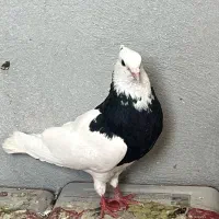 طوقی|پرنده|گلپایگان, |دیوار