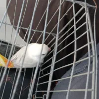 طوطی برزیلی نر